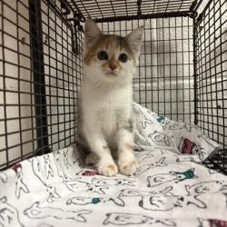 Shelter Stray Female Cat last seen Near Ed Stallings ln, Knox County GP, TN, 3201 Division St, Knoxville, TN 37919, USA