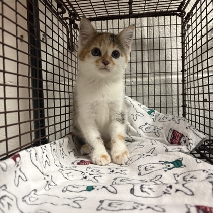 Shelter Stray Female Cat last seen Near Ed Stallings ln, Knox County GP, TN, 3201 Division St, Knoxville, TN 37919, USA