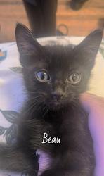 Shelter Stray Male Cat last seen E 33rd St and Bellefontaine Ave, KCMO, 64128, 64128, MO, 7077 Elmwood Ave, Kansas City, MO 64132, USA