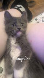 Shelter Stray Female Cat last seen E 33rd St and Bellefontaine Ave, KCMO, 64128, 64128, MO, 7077 Elmwood Ave, Kansas City, MO 64132, USA