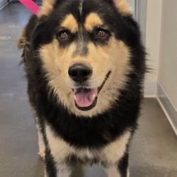 Shelter Stray Male Dog last seen E Shepherd Ave & N Willow Ave, Clovis Zone Fresno CO 4 93619, CA, 1510 W Dan Ronquillo Dr, Fresno, CA 93706, USA