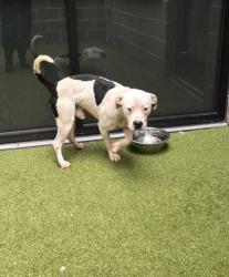 Shelter Stray Male Dog last seen Near ira st sw, Atlanta, GA, 1251 Fulton Industrial Blvd NW, Atlanta, GA 30336, USA