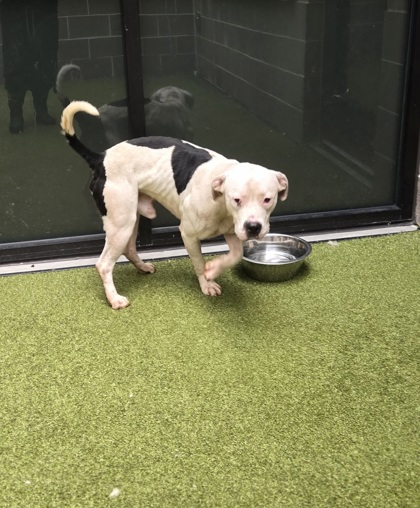 Shelter Stray Male Dog last seen Near ira st sw, Atlanta, GA, 1251 Fulton Industrial Blvd NW, Atlanta, GA 30336, USA