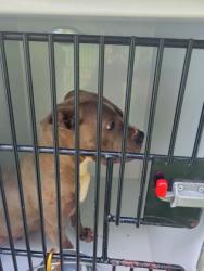 Shelter Stray Female Dog last seen Near Brentwood blvd, Palmetto, GA, 1251 Fulton Industrial Blvd NW, Atlanta, GA 30336, USA