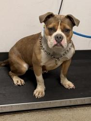 Shelter Stray Female Dog last seen Near Willey ave, 2nd District, OH, 9203 Detroit Ave, Cleveland, OH 44102, USA