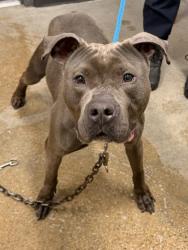 Shelter Stray Male Dog last seen Near Denison, 2nd District, OH, 9203 Detroit Ave, Cleveland, OH 44102, USA