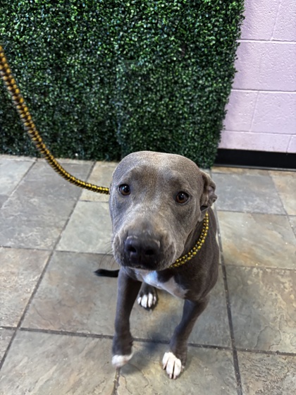 Shelter Stray Female Dog last seen Near TIFFANY RD, EL PASO, TX, COUNTY of El Paso, TX, 5001 Fred Wilson Ave, El Paso, TX 79906, USA