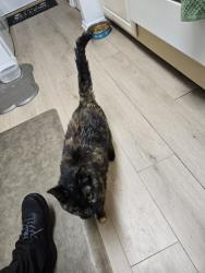 Lost Female Cat last seen Larkspur & juanita, Arlington, TX 76013