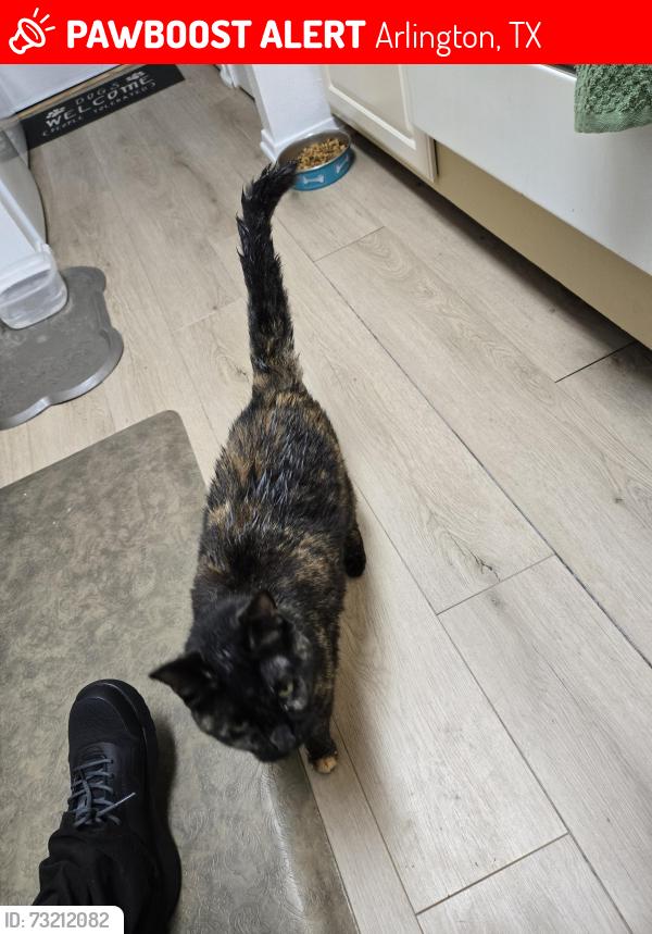 Lost Female Cat last seen Larkspur & juanita, Arlington, TX 76013