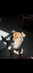 Lost Female Dog last seen Marguerita Dr & Dairy rd, Garland, TX 75040