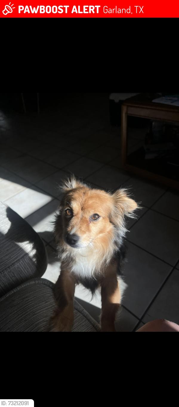 Lost Female Dog last seen Marguerita Dr & Dairy rd, Garland, TX 75040