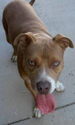 Found/Stray Male Dog last seen Nw 82nd st, Miami, FL 33147