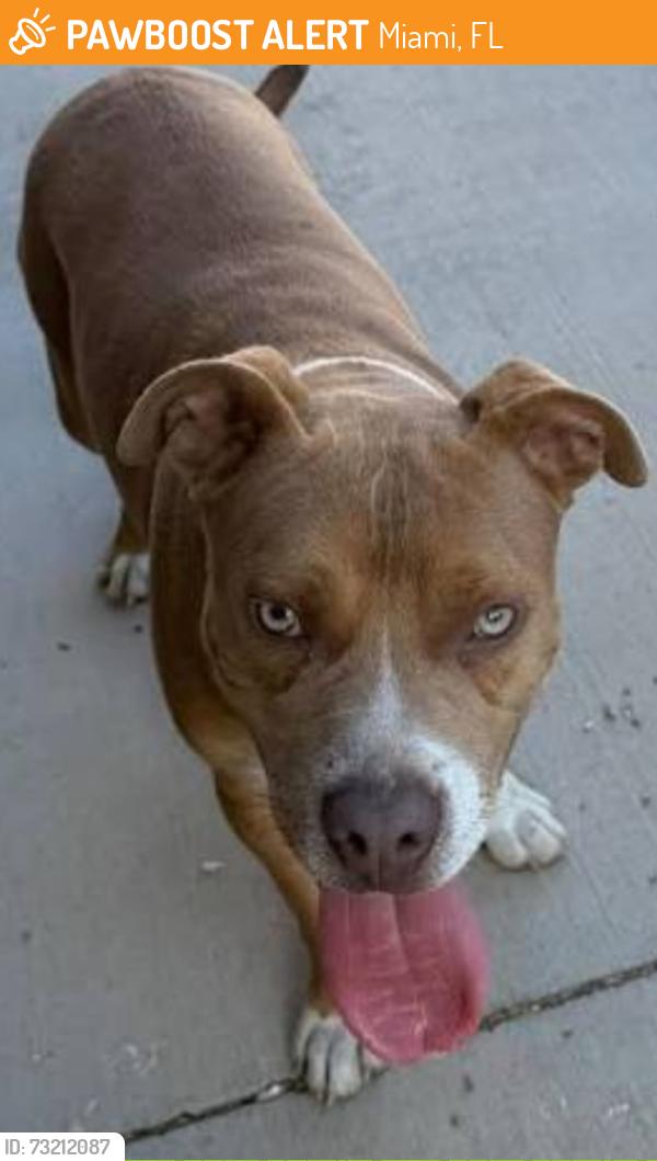 Found/Stray Male Dog last seen Nw 82nd st, Miami, FL 33147