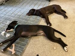 Reunited Female Dog last seen Goodale Park, Columbus, OH 43215
