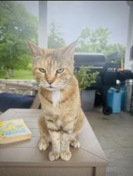 Lost Female Cat last seen Near Old Hillsboro and New Highway 96 W, Franklin, TN 37064