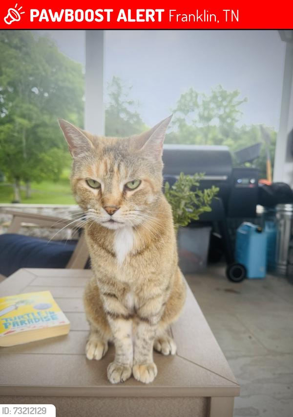 Lost Female Cat last seen Near Old Hillsboro and New Highway 96 W, Franklin, TN 37064