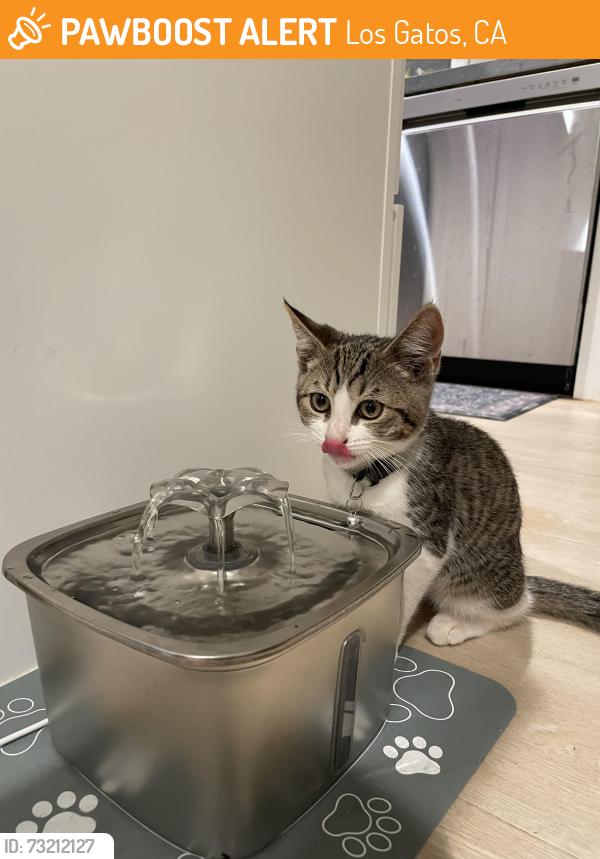 Found/Stray Male Cat last seen Lora Dr & Wedgewood Ave, Los Gatos, CA 95032