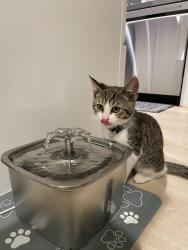 Found/Stray Male Cat last seen Lora Dr & Wedgewood Ave, Los Gatos, CA 95032