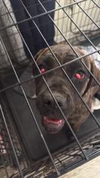 Found/Stray Female Dog last seen hesperia, Hesperia, CA 92345