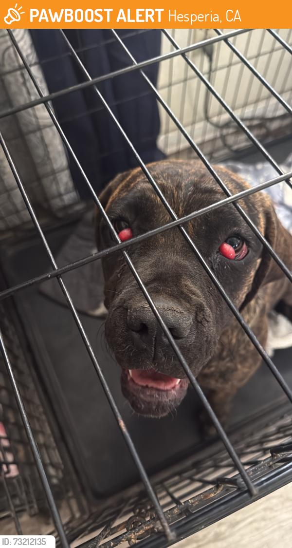 Found/Stray Female Dog last seen hesperia, Hesperia, CA 92345