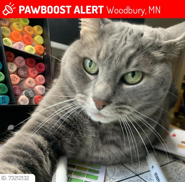 Lost Male Cat last seen Valley creek drive, Woodbury, MN 55125