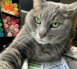 Lost Male Cat last seen Valley creek drive, Woodbury, MN 55125