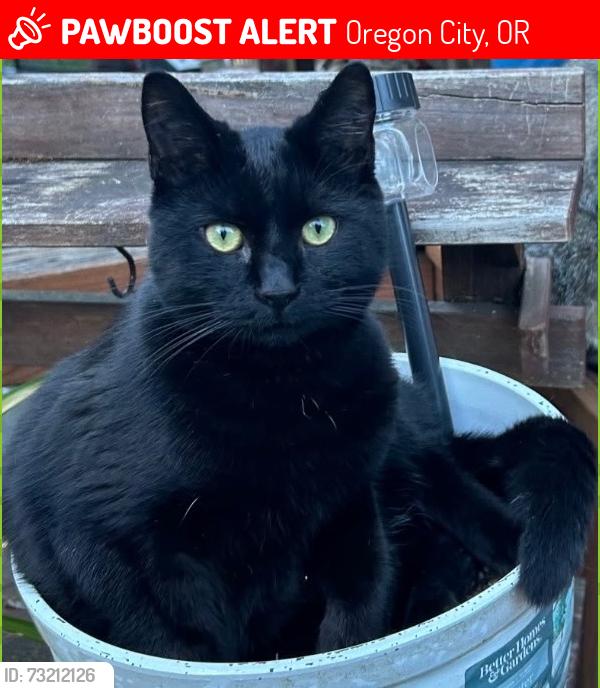 Lost Male Cat last seen Atkinson Park, Oregon City, OR 97045
