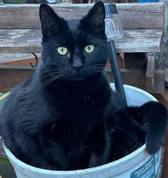 Lost Male Cat last seen Atkinson Park, Oregon City, OR 97045