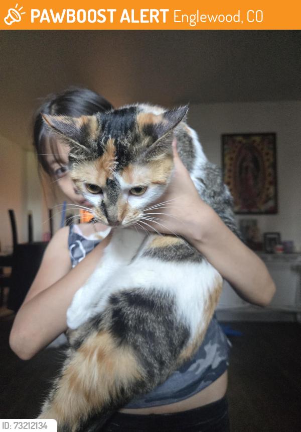 Found/Stray Female Cat last seen Federal and Dartmouth, Englewood, CO 80110