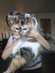 Found/Stray Female Cat last seen Federal and Dartmouth, Englewood, CO 80110