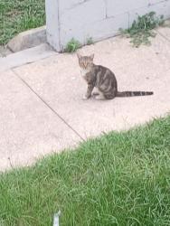 Found/Stray Unknown Cat last seen Camping World Stadium, Orlando, FL 32805