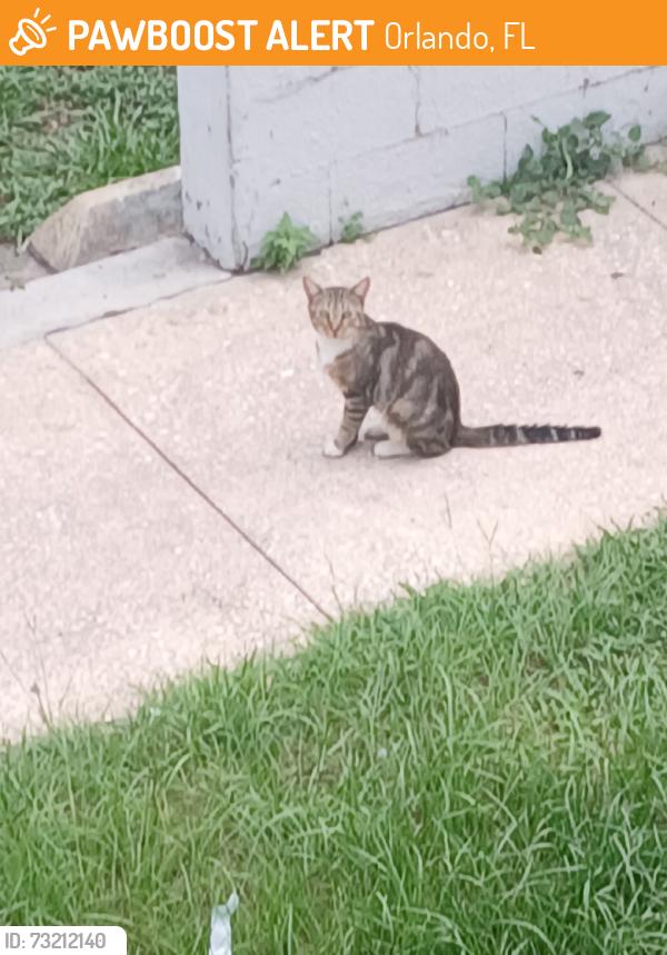 Found/Stray Unknown Cat last seen Camping World Stadium, Orlando, FL 32805