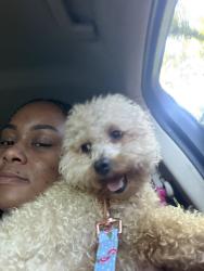Reunited Female Dog last seen Pine Ridge Trailer Park, Prince George, VA 23875