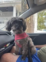 Reunited Male Dog last seen Near Garside st, Newark, NJ 07104