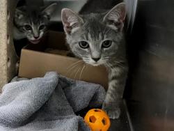 Shelter Stray Female Cat last seen Corson, STATEN ISLAND, NY, 10310, 3139 Veterans Rd W, Staten Island, NY 10309, USA