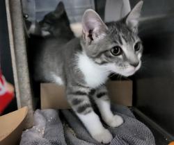 Shelter Stray Female Cat last seen Corson, STATEN ISLAND, NY, 10310, 3139 Veterans Rd W, Staten Island, NY 10309, USA