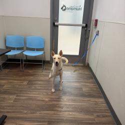 Shelter Stray Female Dog last seen Liberty Station, San Diego, CA, 92106, 5500 Gaines St, San Diego, CA 92110, USA