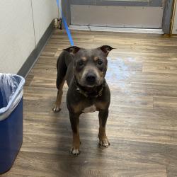 Shelter Stray Male Dog last seen Liberty Station, San Diego, CA, 92106, 5500 Gaines St, San Diego, CA 92110, USA