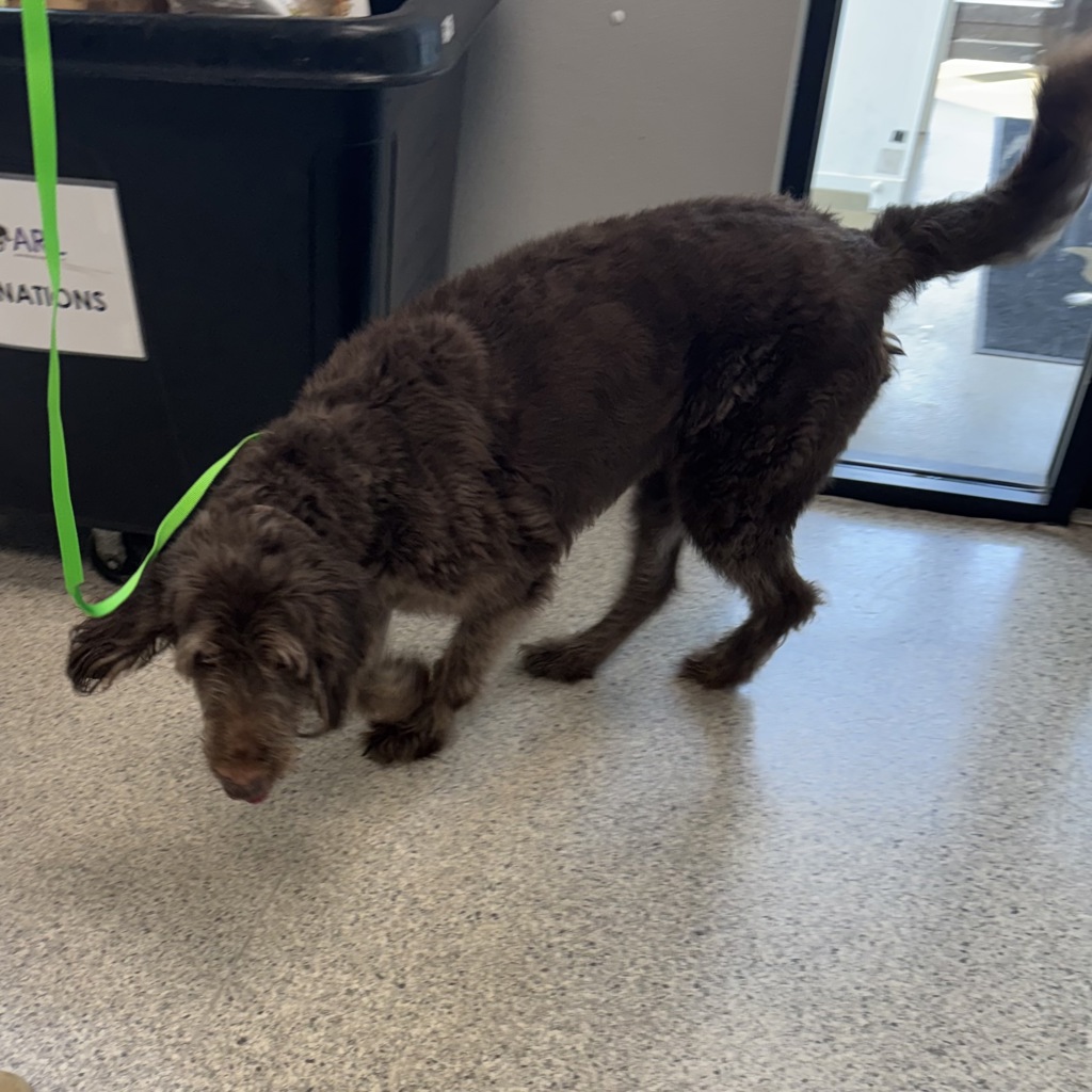 Shelter Stray Male Dog last seen Near SE Delaware Avenue, ANKENY, IA, 50021, Des Moines, IA 50313