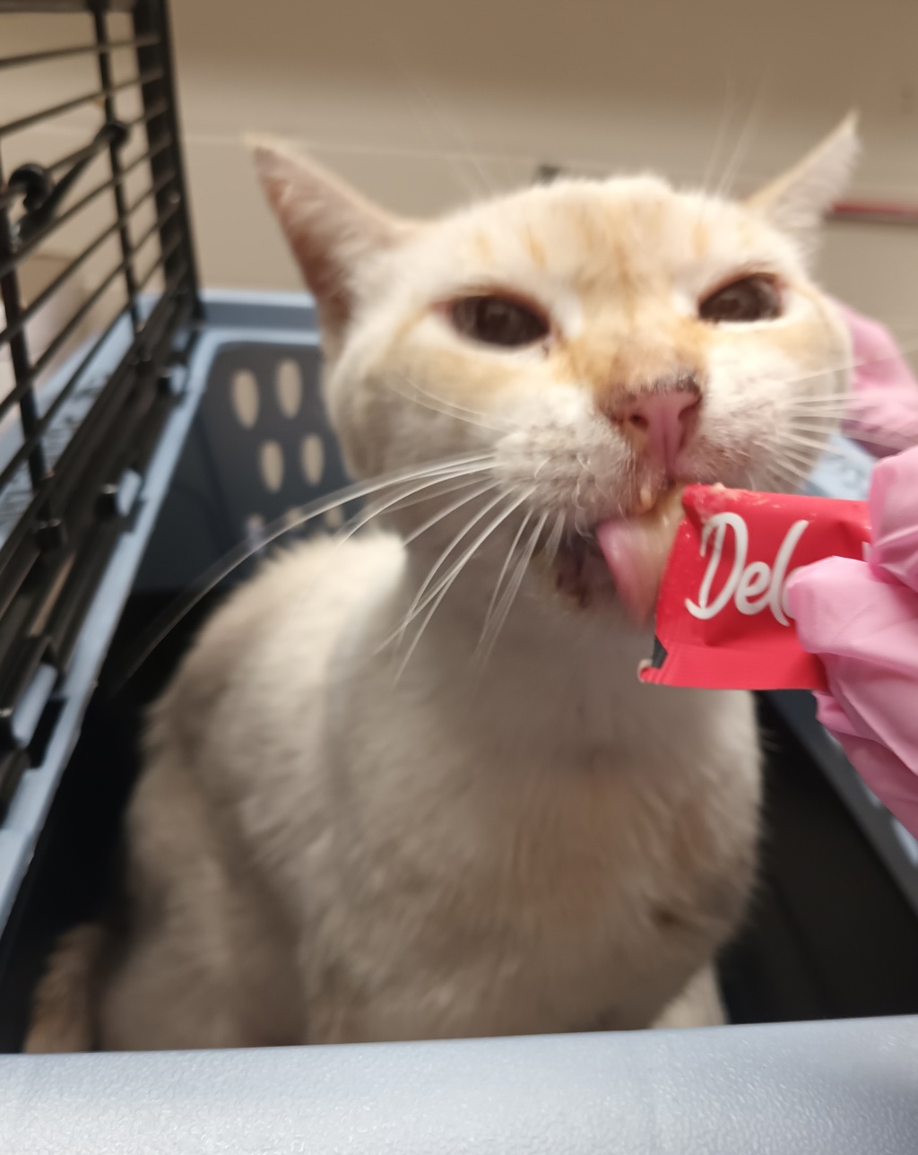 Shelter Stray Male Cat last seen Banneker Dr and Borego St, San Diego, CA, 92114, El Cajon, CA 92020, USA