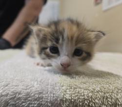 Shelter Stray Female Cat last seen ., Vista, CA, 92081, Oceanside, CA 92058, USA