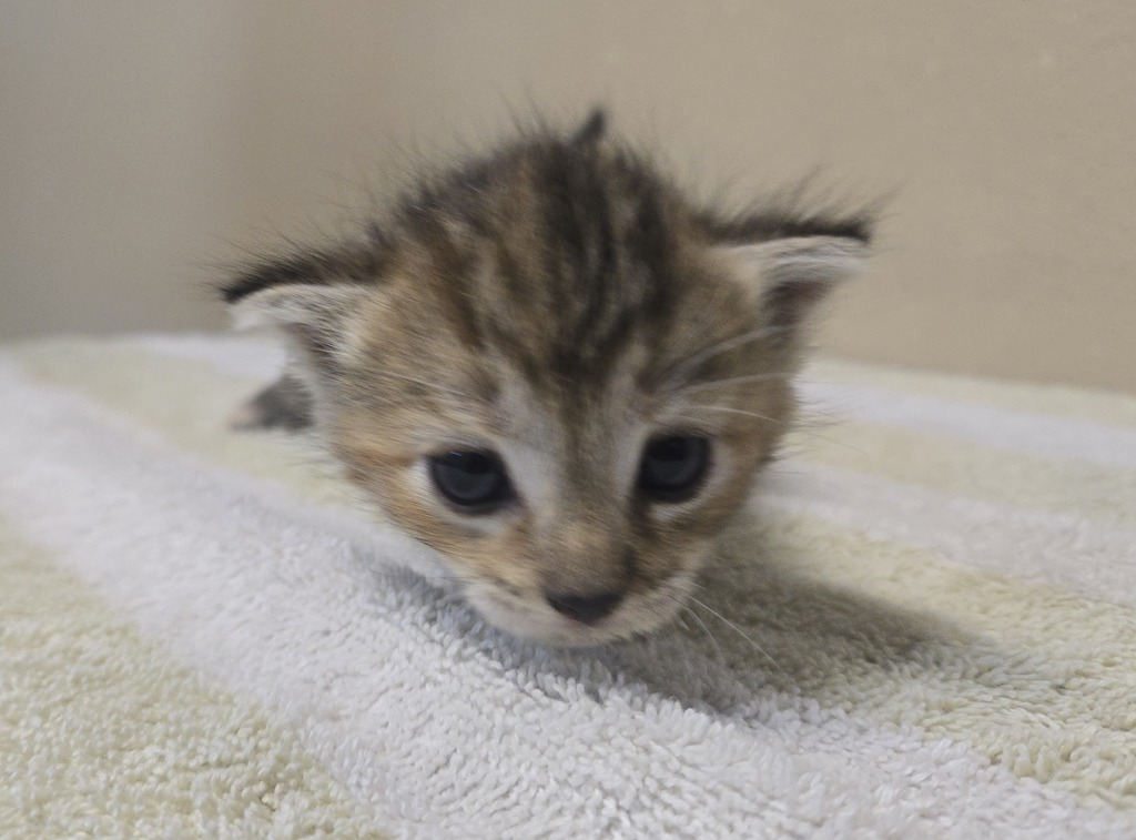 Shelter Stray Female Cat last seen ., Vista, CA, 92081, Oceanside, CA 92058, USA
