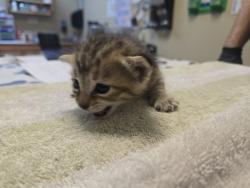 Shelter Stray Female Cat last seen ., Vista, CA, 92081, Oceanside, CA 92058, USA