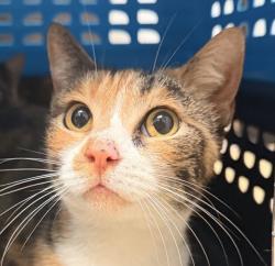 Shelter Stray Female Cat last seen Near Meade Avenue, San Diego, CA, 92115, 5500 Gaines St, San Diego, CA 92110, USA