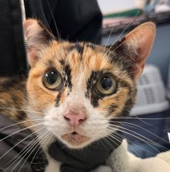 Shelter Stray Female Cat last seen Near Meade Avenue, San Diego, CA, 92115, 5500 Gaines St, San Diego, CA 92110, USA