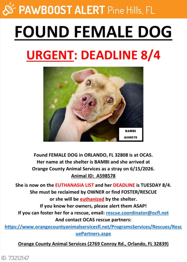 Found/Stray Female Dog last seen ORLANDO, FL 32808, Pine Hills, FL 32808