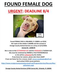 Found/Stray Female Dog last seen ORLANDO, FL 32808, Pine Hills, FL 32808