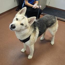 Shelter Stray Male Dog last seen unknown but found in San Leandro, SAN LEANDRO, CA, 94577, 8323 Baldwin St, Oakland, CA 94621, USA
