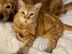 Reunited Male Cat last seen Bay Terrace, North Bay Village, FL 33141