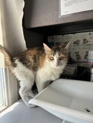 Shelter Stray Female Cat last seen Near E 3900 Street S, MILLCREEK, UT, 84107, 511 W 3900 S, Salt Lake City, UT 84123, USA